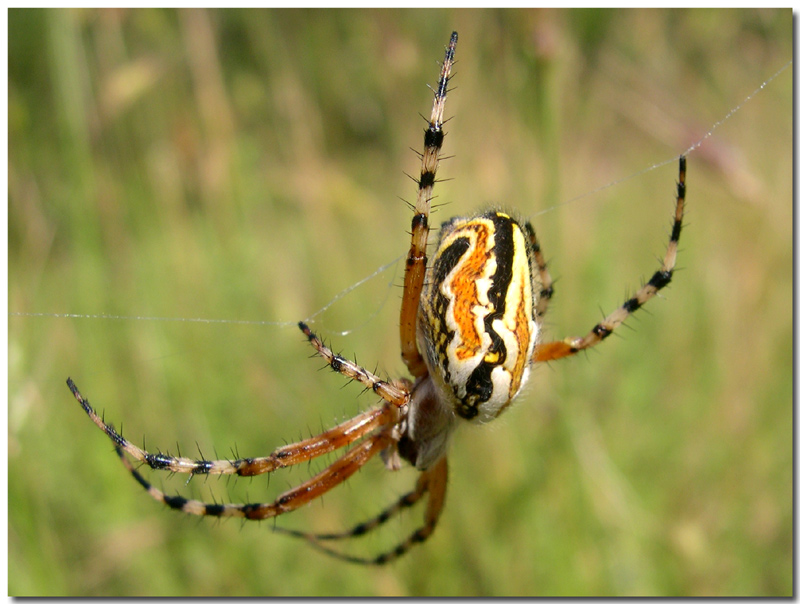 Aculepeira armida